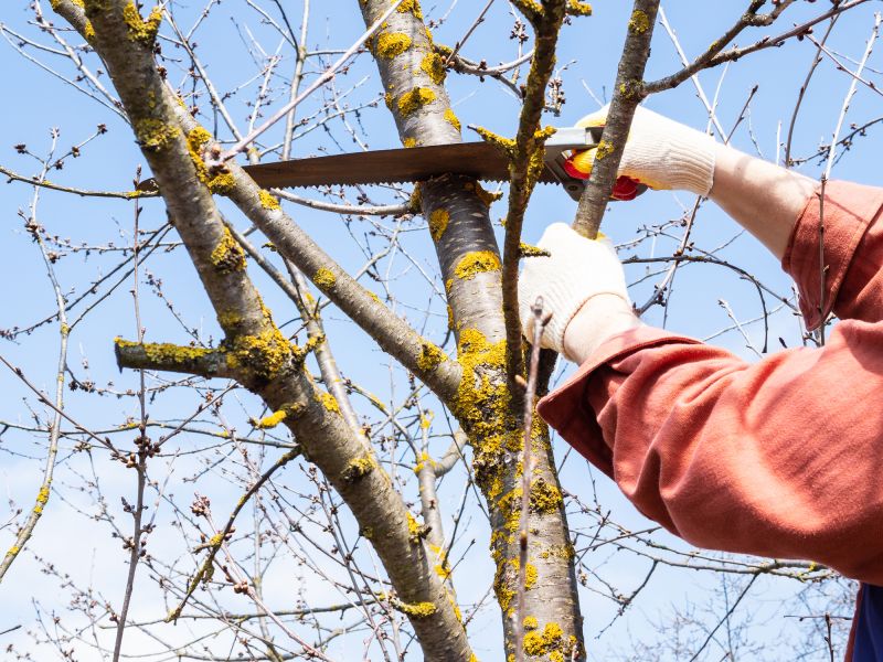 Local Mimosa Tree Removal pros at work