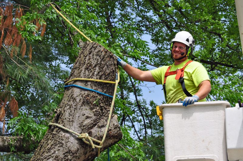 Mimosa Tree Removal