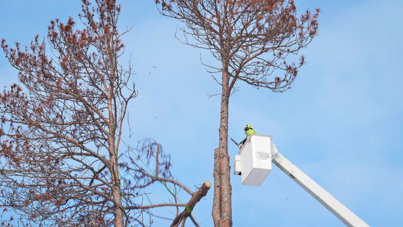Mimosa Tree Removal detail