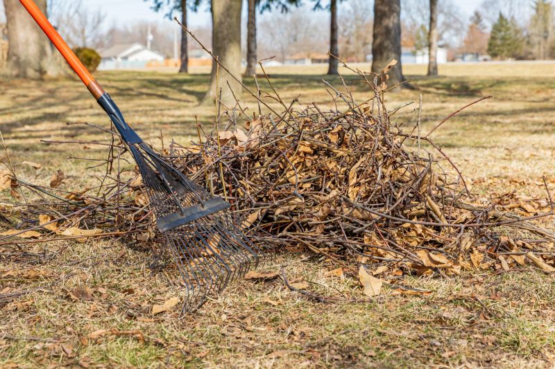 Mimosa Tree Removal